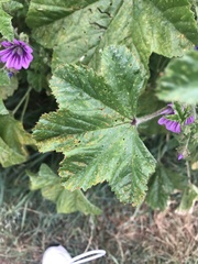 Malva sylvestris