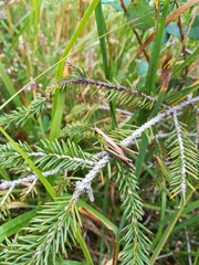 Pseudochorthippus montanus