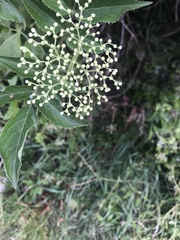 Sambucus nigra