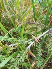 Pseudochorthippus montanus