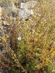 Chamaerhodos grandiflora