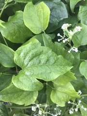 Angiospermae
