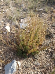 Chamaerhodos grandiflora