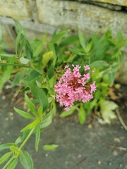 Centranthus ruber