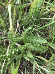 Cirsium arvense