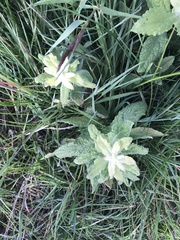 Pulicaria dysenterica