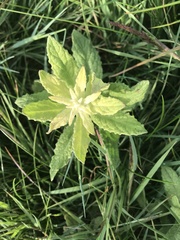 Pulicaria dysenterica