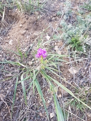 Astragalus davuricus
