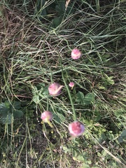 Angiospermae