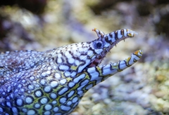 Hawaiian Dragon Eel photo 4