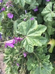 Malva sylvestris