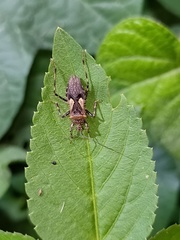 Acanthaspis westermanni