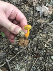 Aureoboletus auriflammeus