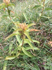 Gentiana cruciata cruciata