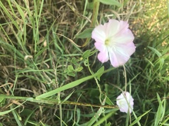 Convolvulus arvensis