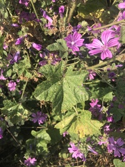 Malva sylvestris