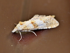 Phtheochroa kenneli