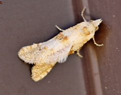 Phtheochroa kenneli
