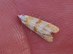 Phtheochroa kenneli