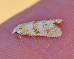 Phtheochroa kenneli