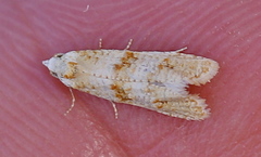 Phtheochroa kenneli