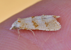 Phtheochroa kenneli