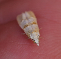 Phtheochroa kenneli