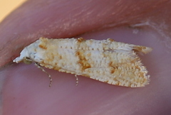 Phtheochroa kenneli