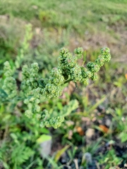 Chenopodium album