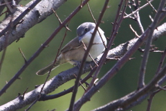 Curruca crassirostris