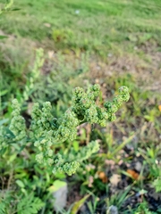 Chenopodium album