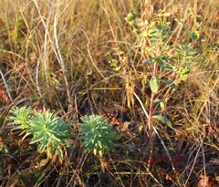 Euphorbia stepposa