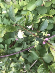 Symphoricarpos albus