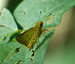 Vinius pulcherrimus