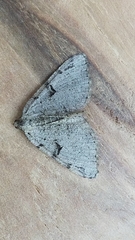 Macaria bitactata