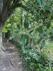 Quercus ilex