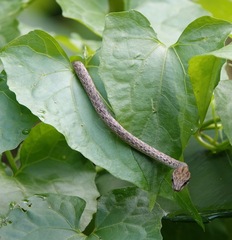 Dryophiops rubescens