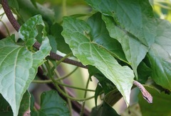 Dryophiops rubescens