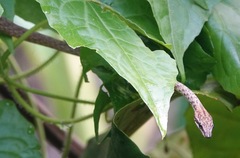 Dryophiops rubescens