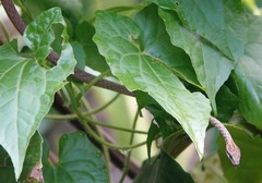 Dryophiops rubescens