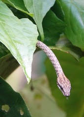 Dryophiops rubescens