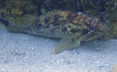 Sebastes rastrelliger