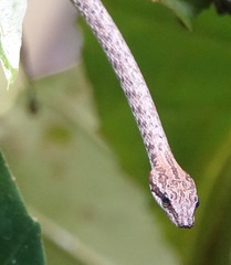 Dryophiops rubescens