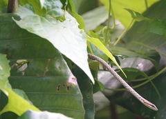 Dryophiops rubescens