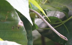 Dryophiops rubescens