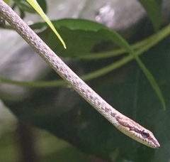 Dryophiops rubescens