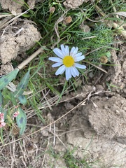 Angiospermae