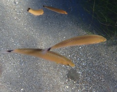 Halichoeres californicus