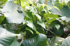 Dryophiops rubescens