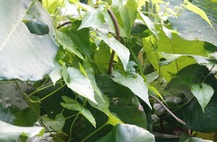 Dryophiops rubescens